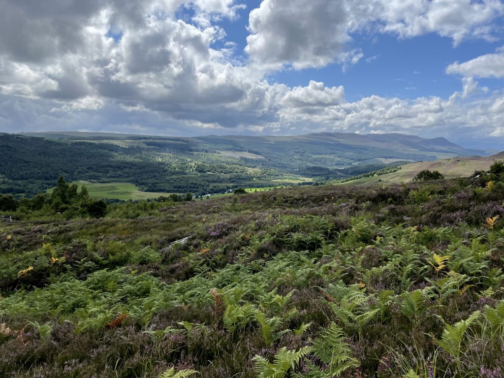Image of green ferns, purple heather on a mountainside with a blue sky and white clouds